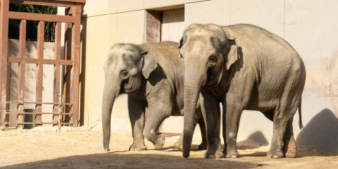 Two female Asian elephants standing next to each other.
