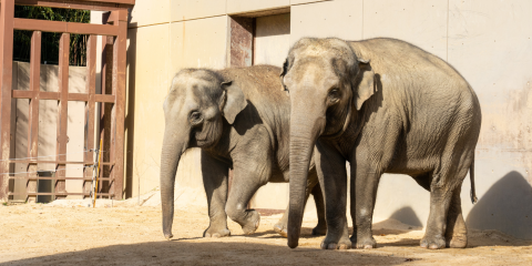 New White Elephant Looks Healthy And Happy With His Mother Mammal - Global  New Light Of Myanmar