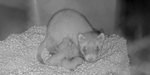 Female black-footed ferret in a nest box nursing her kits. 