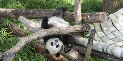 Giant panda cub Xiao Qi Ji hanging upside down from his outdoor play structure. 