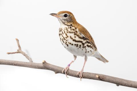 Wood thrush (bird) perched on a tree branch in front of a white background