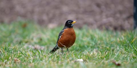 An American Robin, a small bird with a brown and black feathers and a yellow beak, stands in green grass