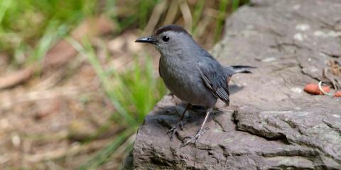 A small gray bird, called a gray catbird, standing on a rock