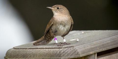 A small, light-brown bird, called a house wren, perched on top of a man-made nesting box. The bird has purple, aluminum and white tracking bands around its legs.