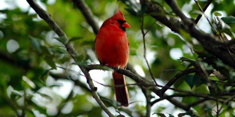 A bright red bird, called a northern cardinal, perched in a tree with green leaves