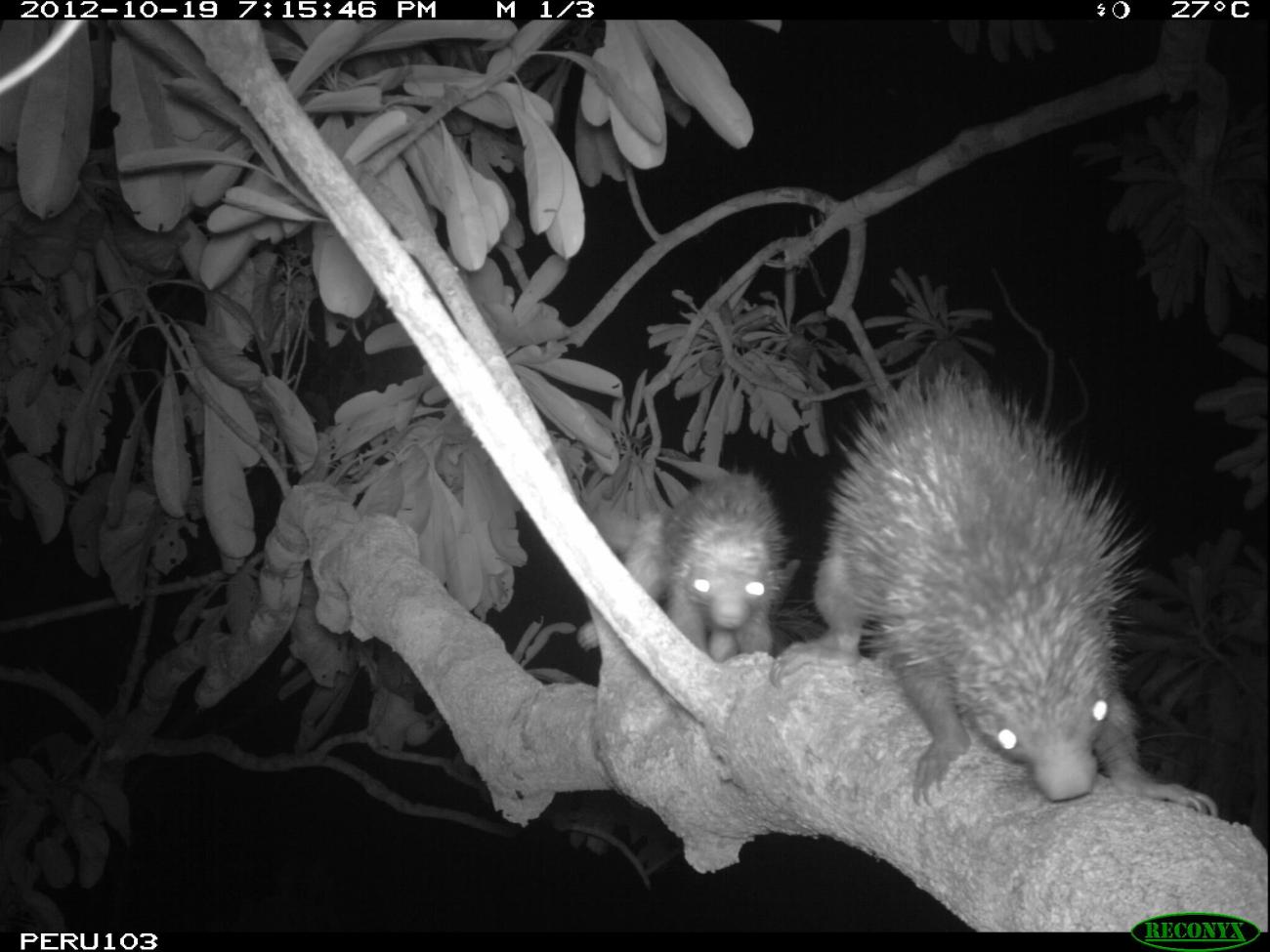 Prehensile-tailed porcupines in the treetops