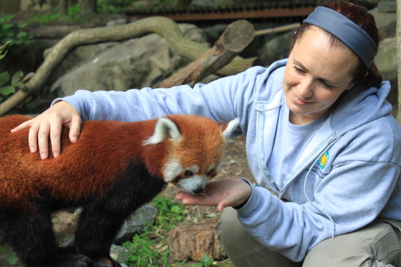 Assessing a red panda's body condition
