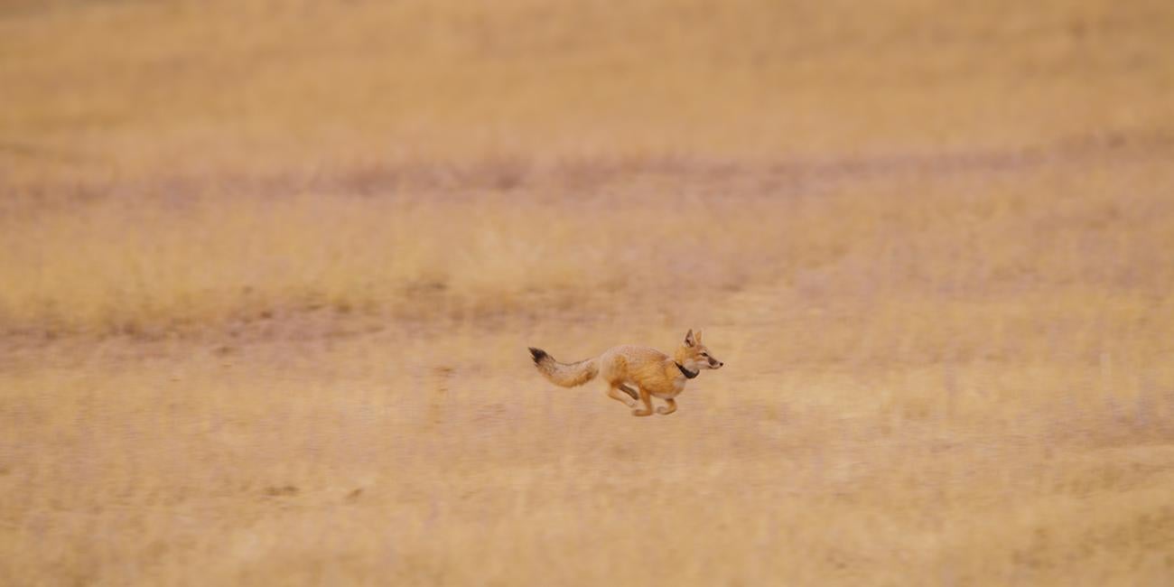A swift fox wearing a tracking collar is released at Ft. Belknap