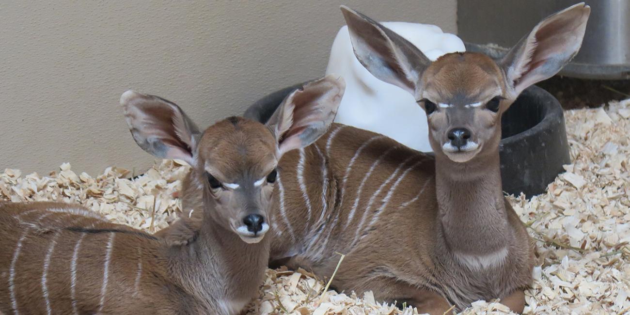 Lesser kudu calves laying down next to each other.