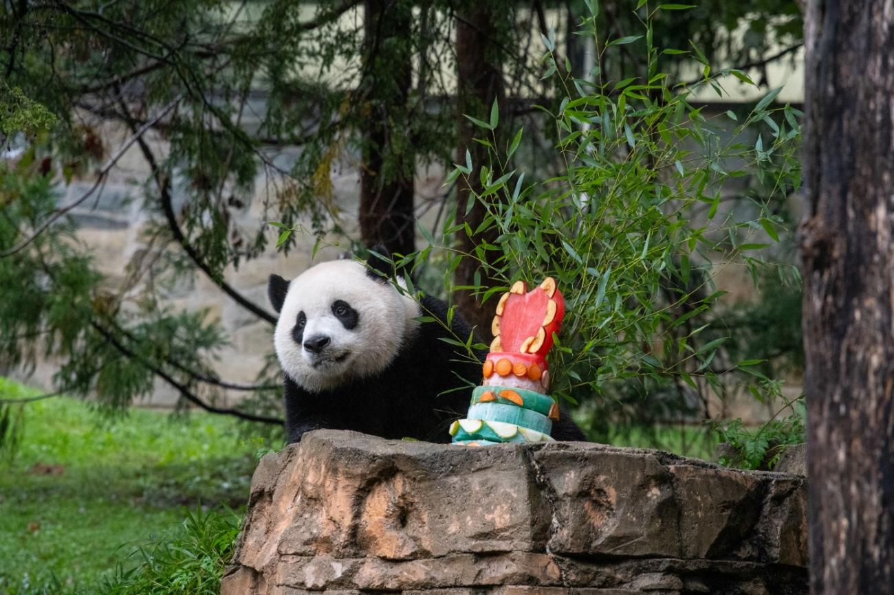 Giant Pandas Depart Smithsonian's National Zoo And Conservation Biology ...