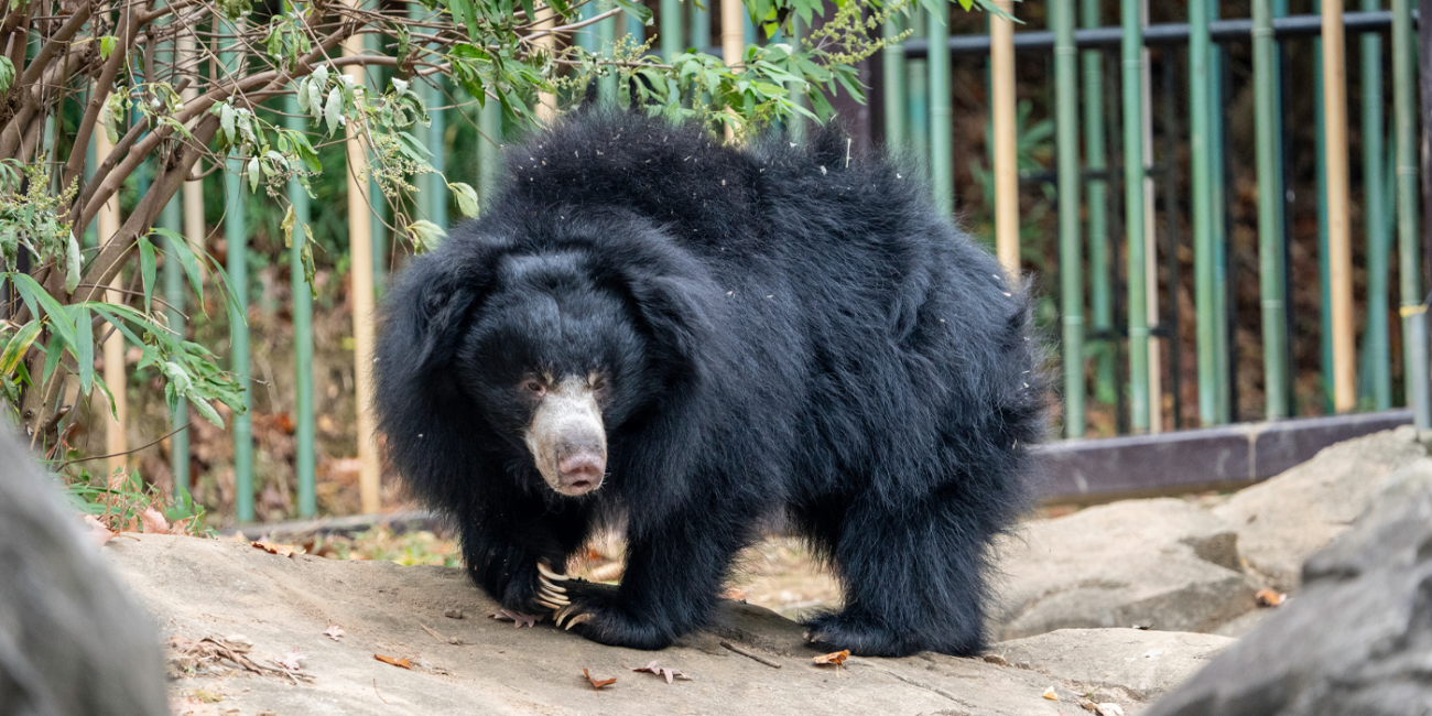 Sloth bear  Smithsonian's National Zoo and Conservation Biology Institute