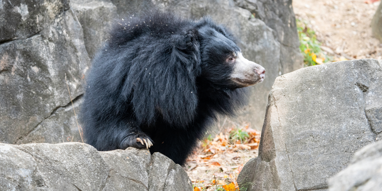 Sloth bear Smithsonian's National Zoo and Conservation Biology Institute,  bear 