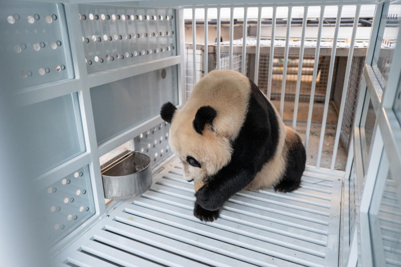 Homepage - Munching Panda