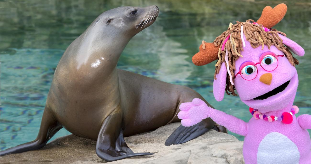 Pinky with California sea lion