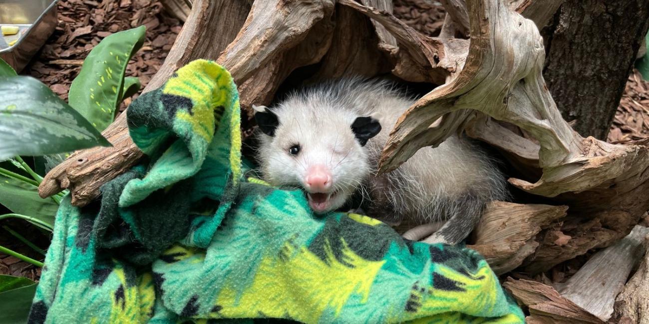 Photo of Virginia opossum Basil resting in his exhibit area. He is snuggled into a fleece blanket, which is tucked inside a log.