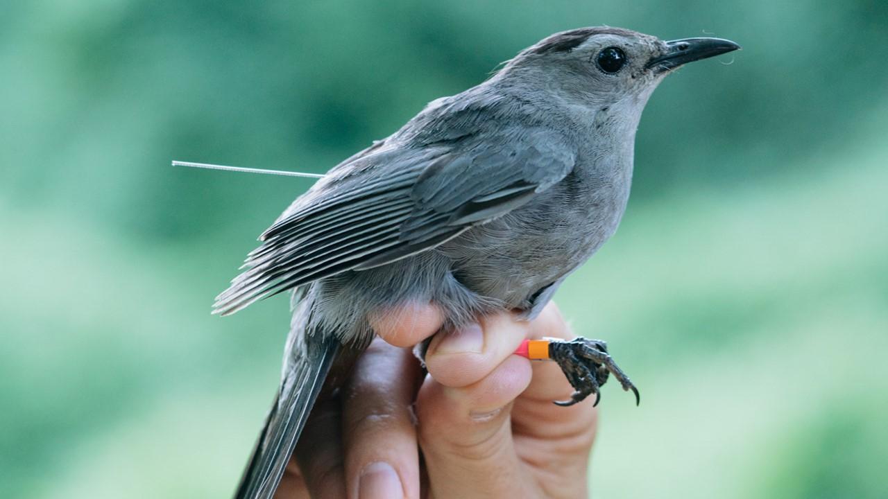 Picture of a gray catbird with orange bird bands on its leg