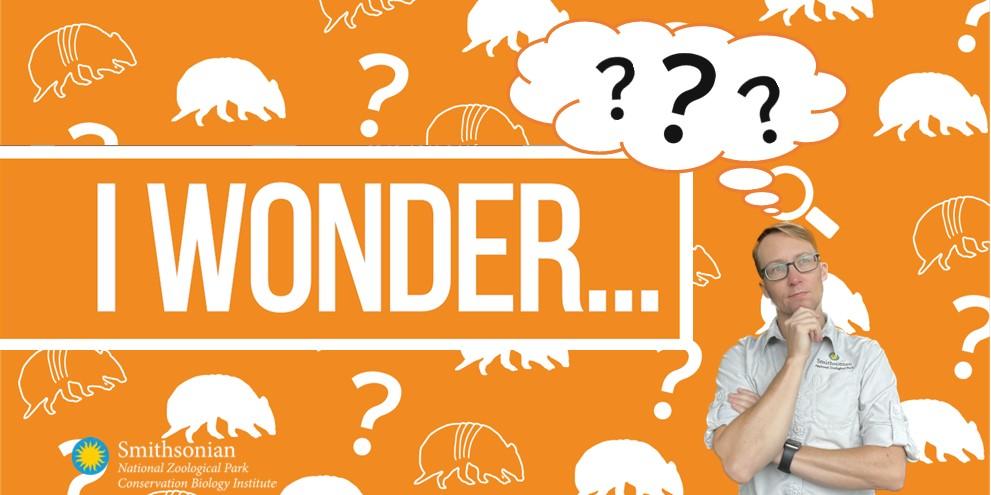 I Wonder text with a person wondering with question marks above their head. orange background