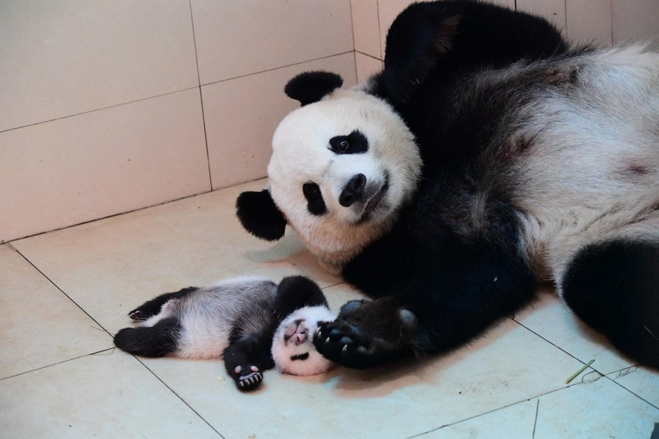 A giant panda lays on a tiled floor with her very young cub.