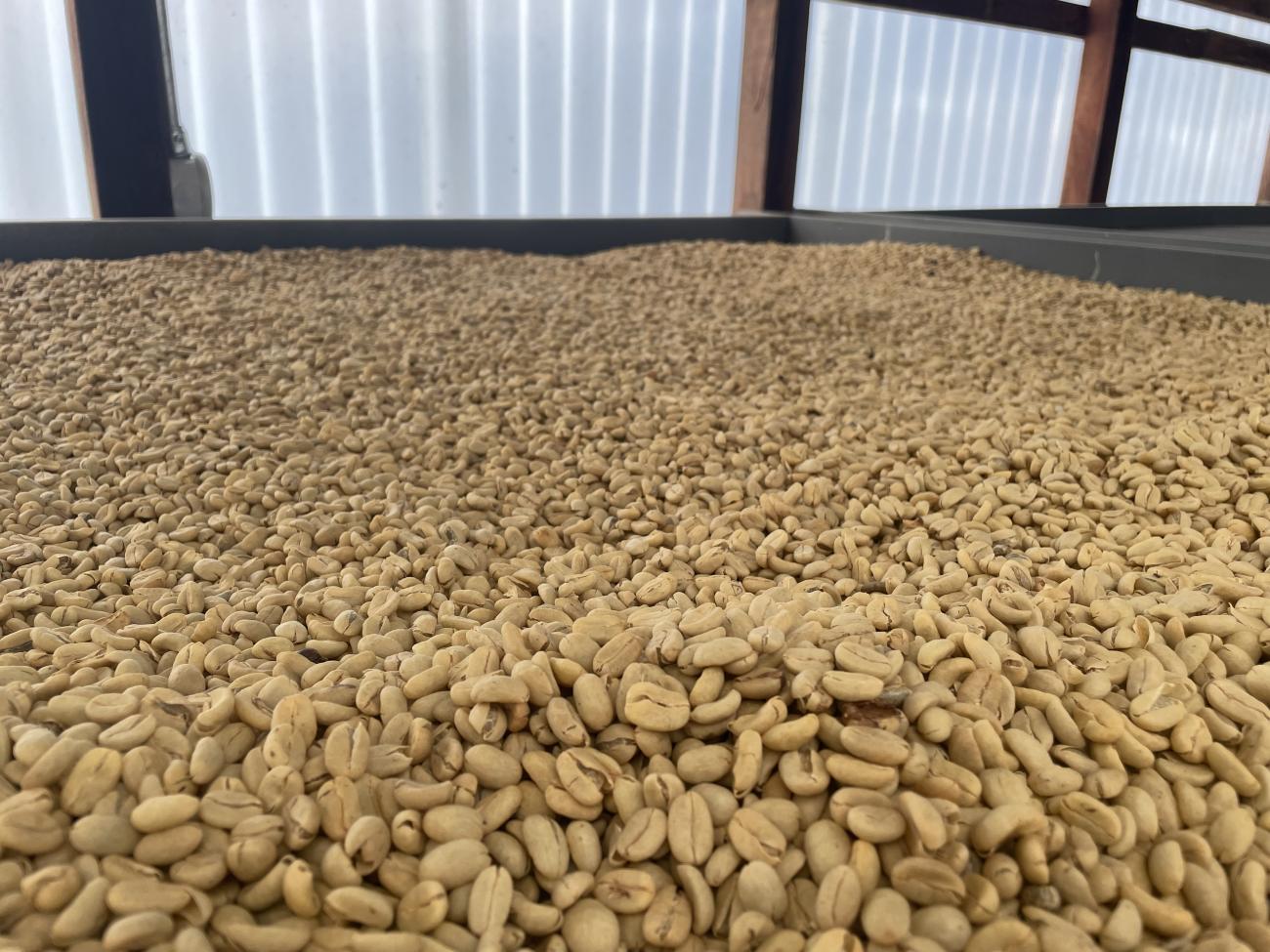 coffee beans drying on a coffee farm