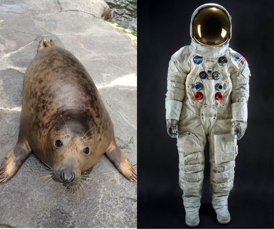An image is split in half. On the left is a photograph of a brown speckled seal lying on a rock while looking up to the camera. On the right is a photograph of a white space suit complete with a helmet, gloves, and boots.