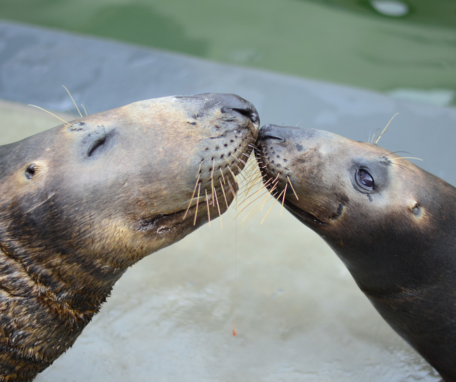Two seals shown in profile touch noises.