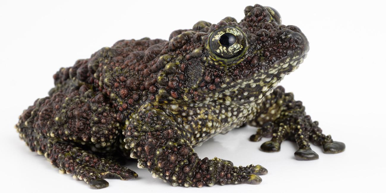 Closeup of a Vietnamese mossy frog, a dark green frog with surprisingly bumpy skin.