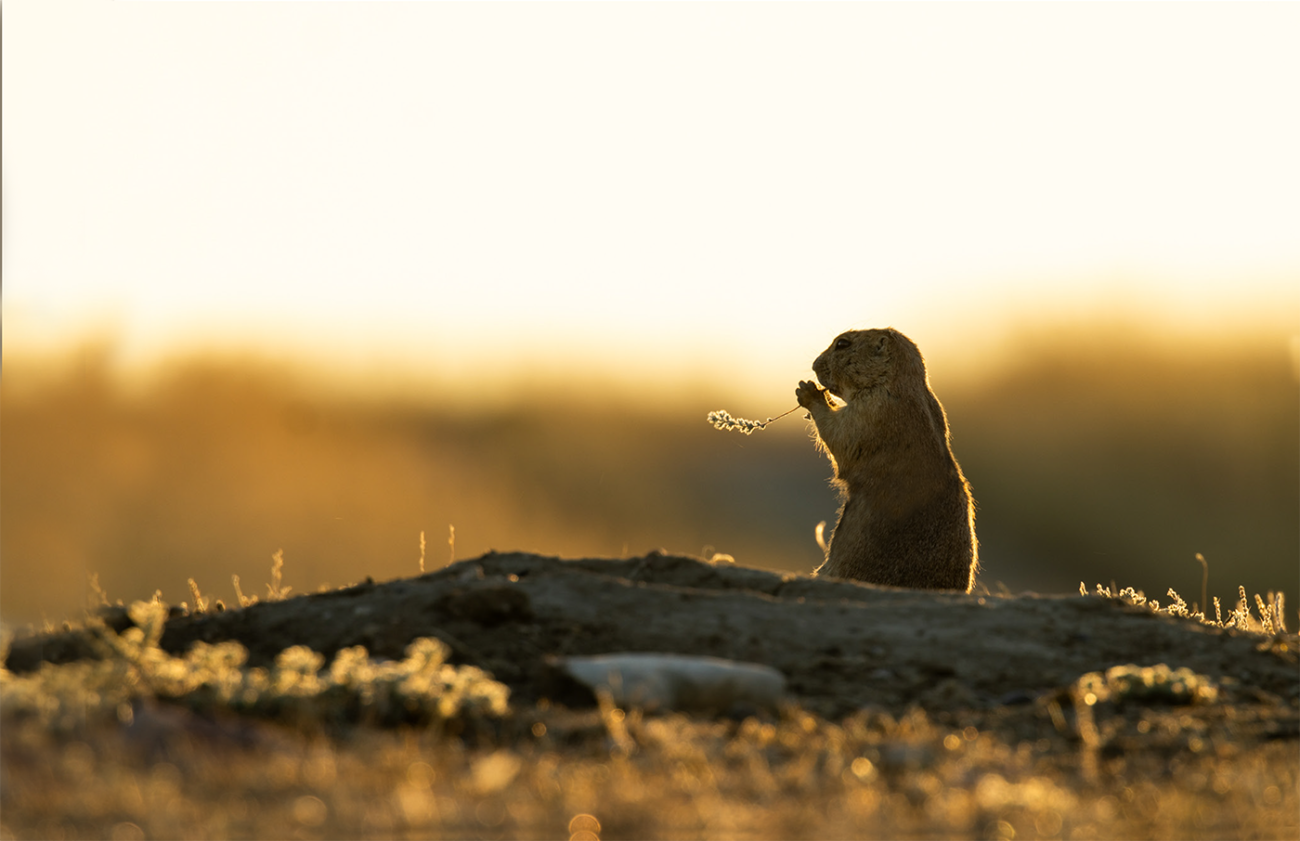 A prairie dog peeks its body out of a burrow. The scene is illuminated by a golden sunrise, casting warm colors over the animal and surrounding prairie.