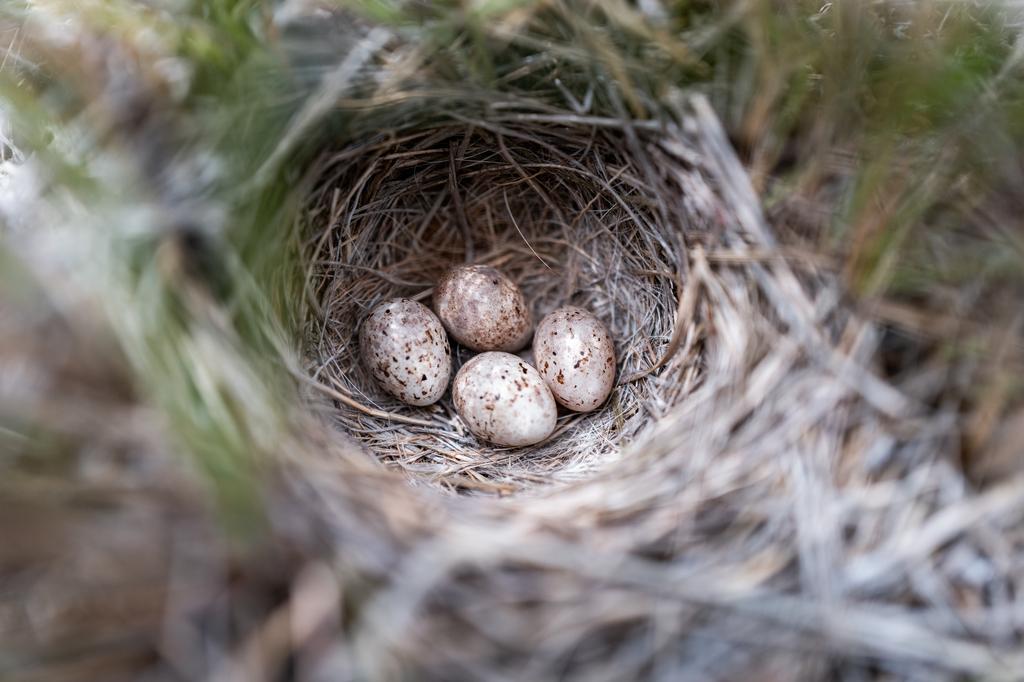 Grassland bird eggs at American Prairie in Montana.