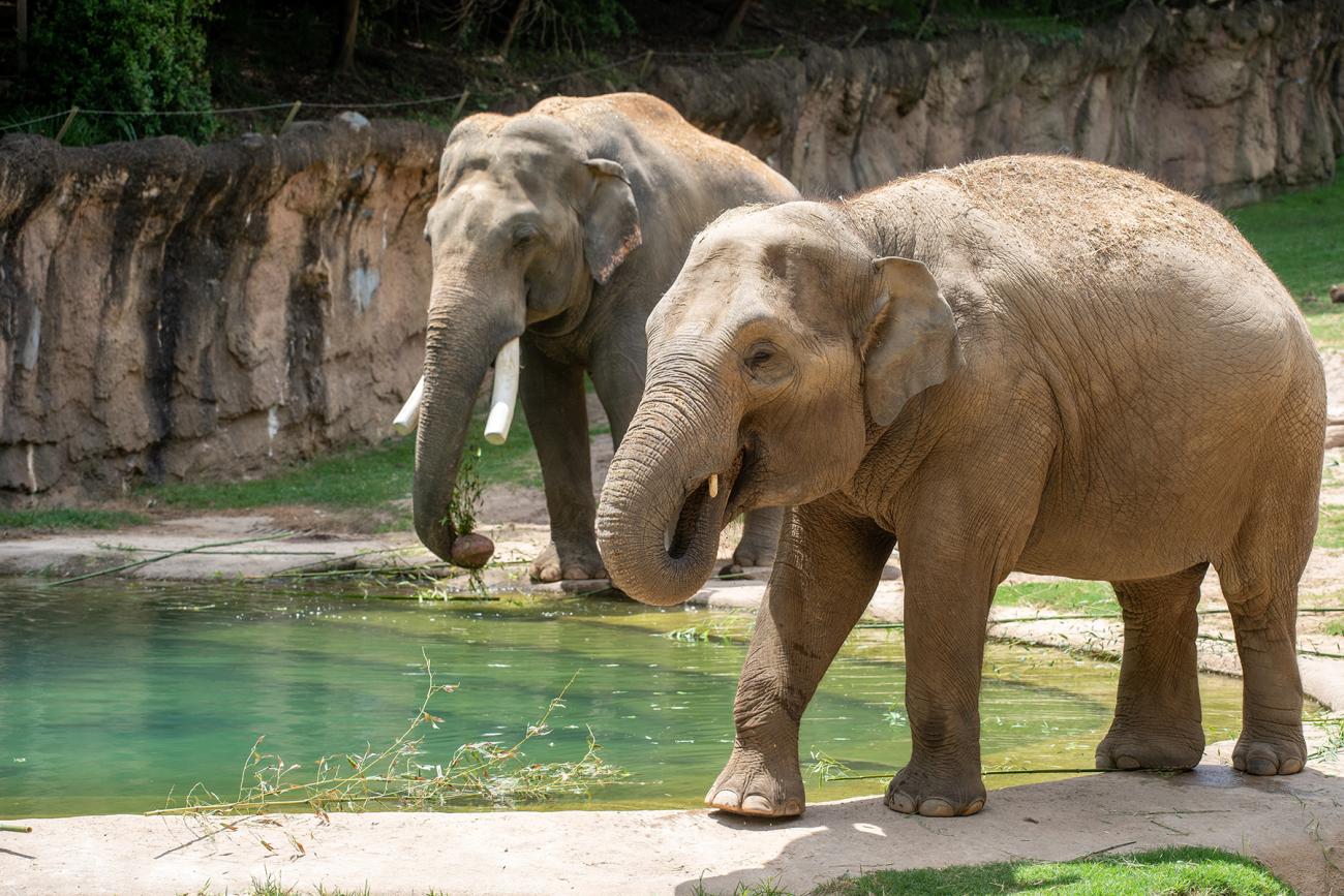 Asian elephants Nhi Linh and Spike walk along the edge of the Elephant Trails outdoor pool.