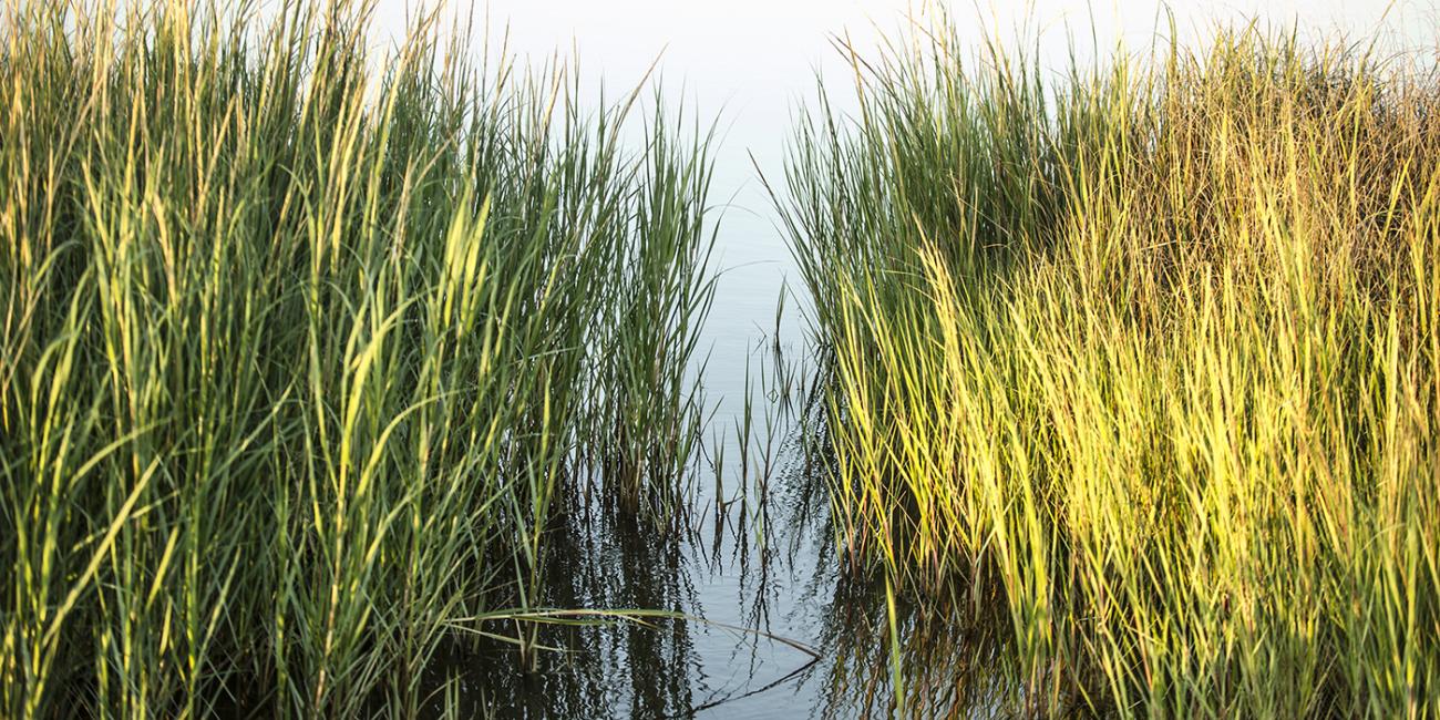 A marsh with tall green grasses.