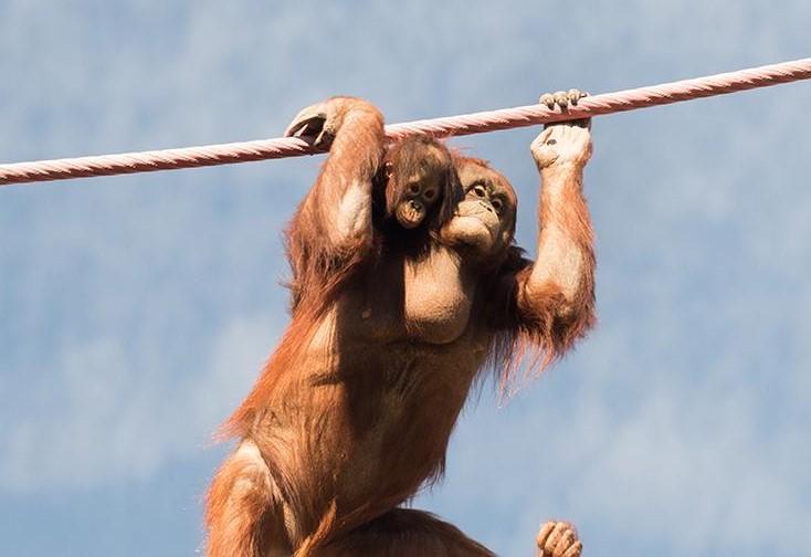 Orangutan