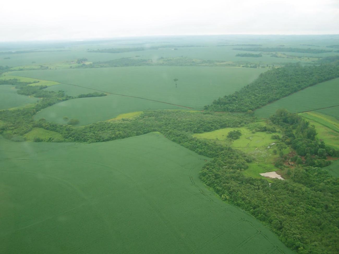 Aerial view of thin, connected strips of dense foliage criscrossing a farm landscape.