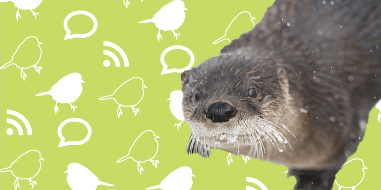 A river otter looking up on a green background with a pattern of birds, comment boxes, and wifi symbols