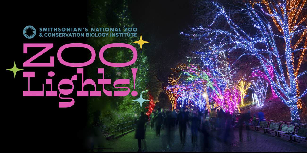 Zoo Lights logo in front of a walkway illuminated with glowing festive lights on the trees.