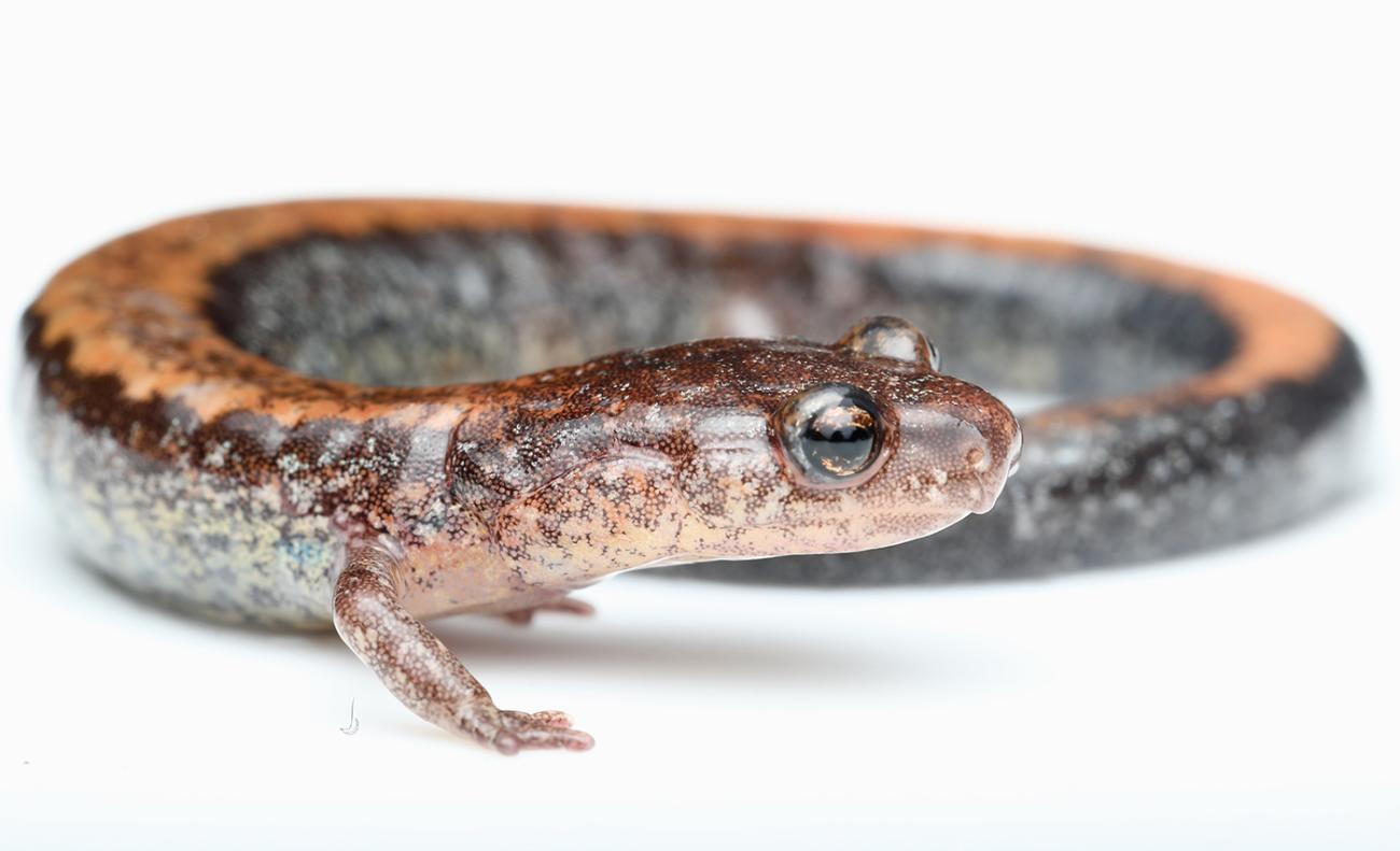 Side view of an Eastern red-backed salamander.