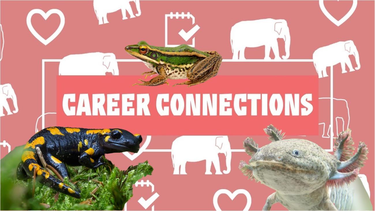 A picture of a black and yellow salamander on moss sits on the lower left, an axolotl swims on the lower right, and a green frog sits on top of the words Career Connections. There is a pink background with white icons of elephants and hearts.