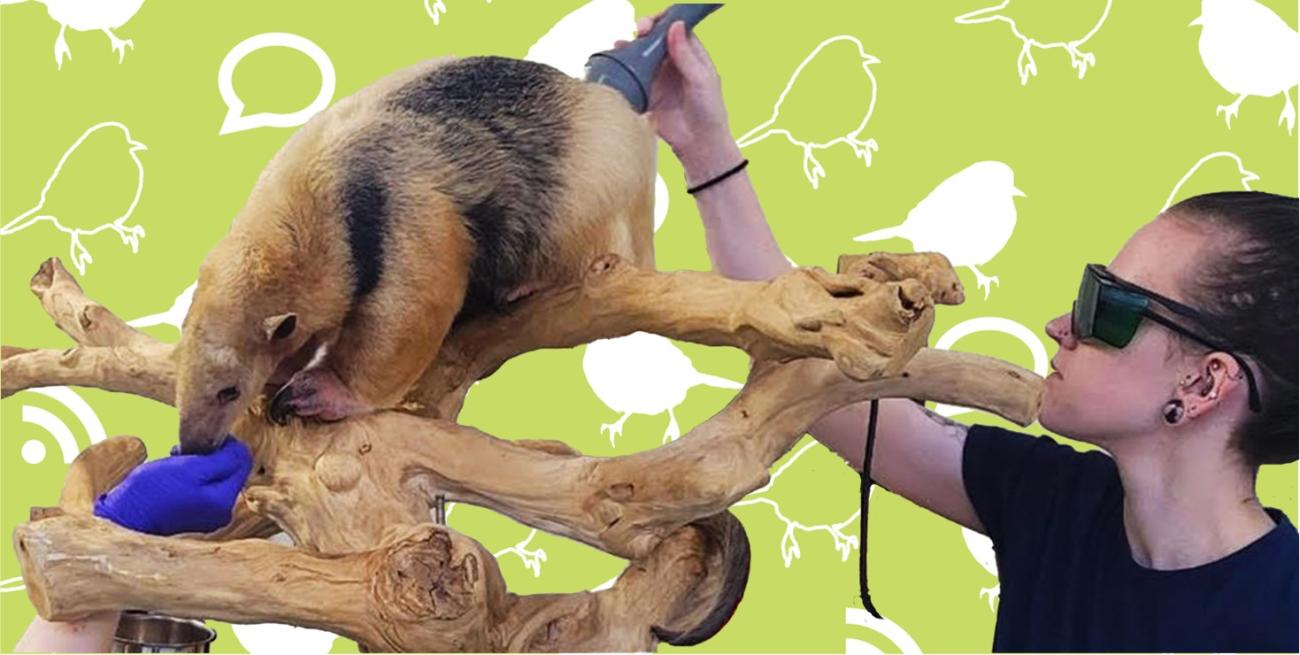 A vet tech giving radiation to a tamandua who is standing on a branch eating treats