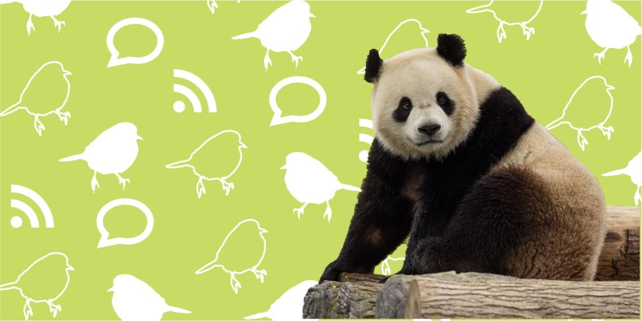 a black and white giant panda sitting on wood in front of a green background with white icons of birds, wifi symbols, and chat bubbles. 