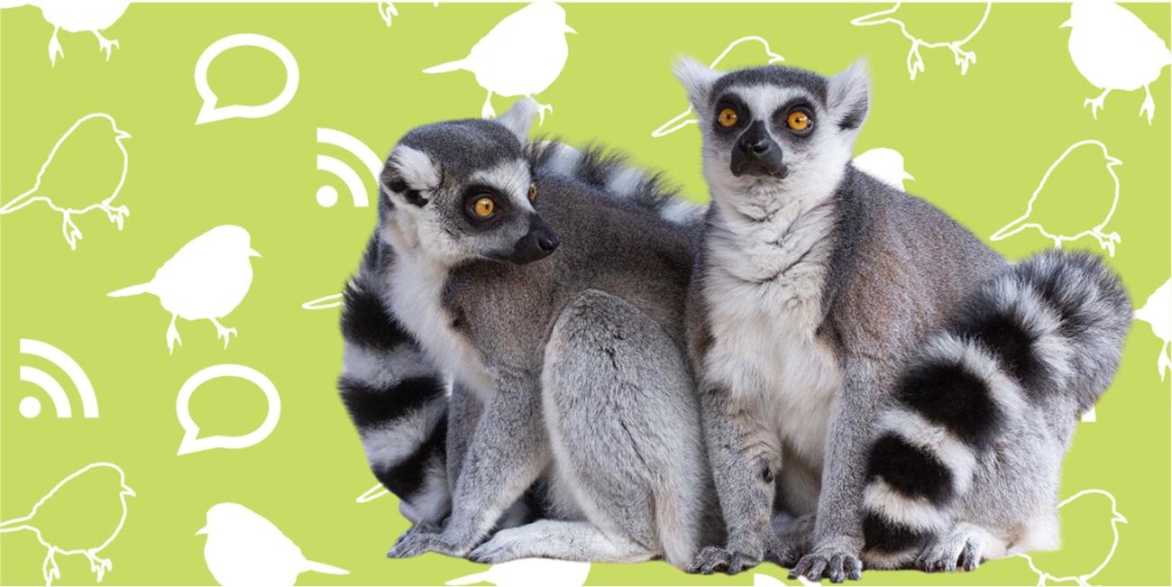 two ring tailed lemurs on top of a green background with bird, chat, and wifi icons