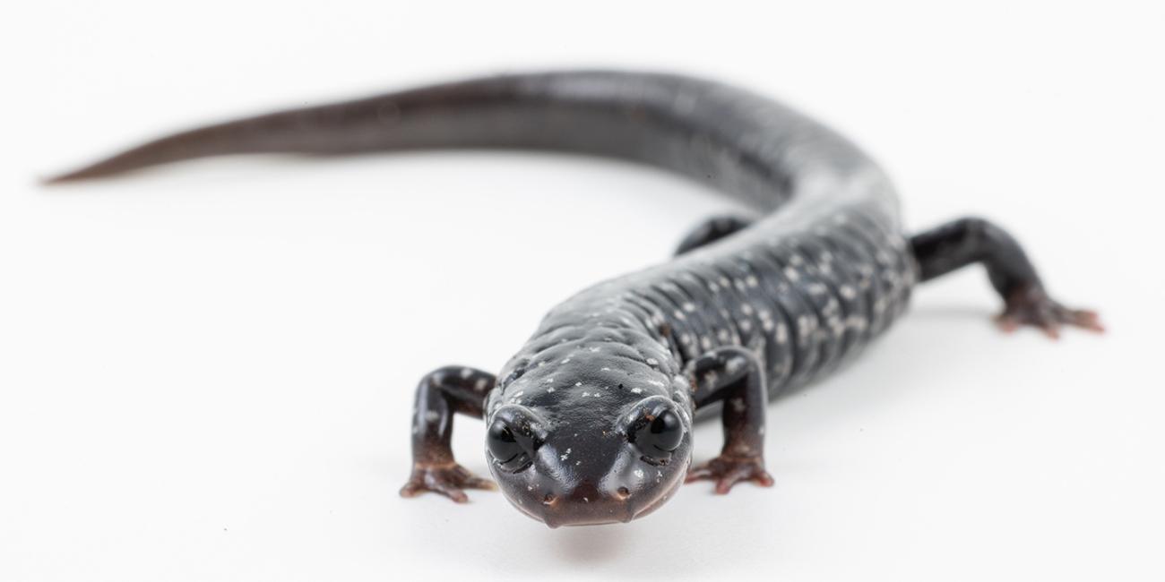 Black salamander with white specks on its body.