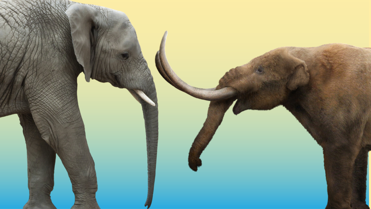 An African elephant facing a mastodon.