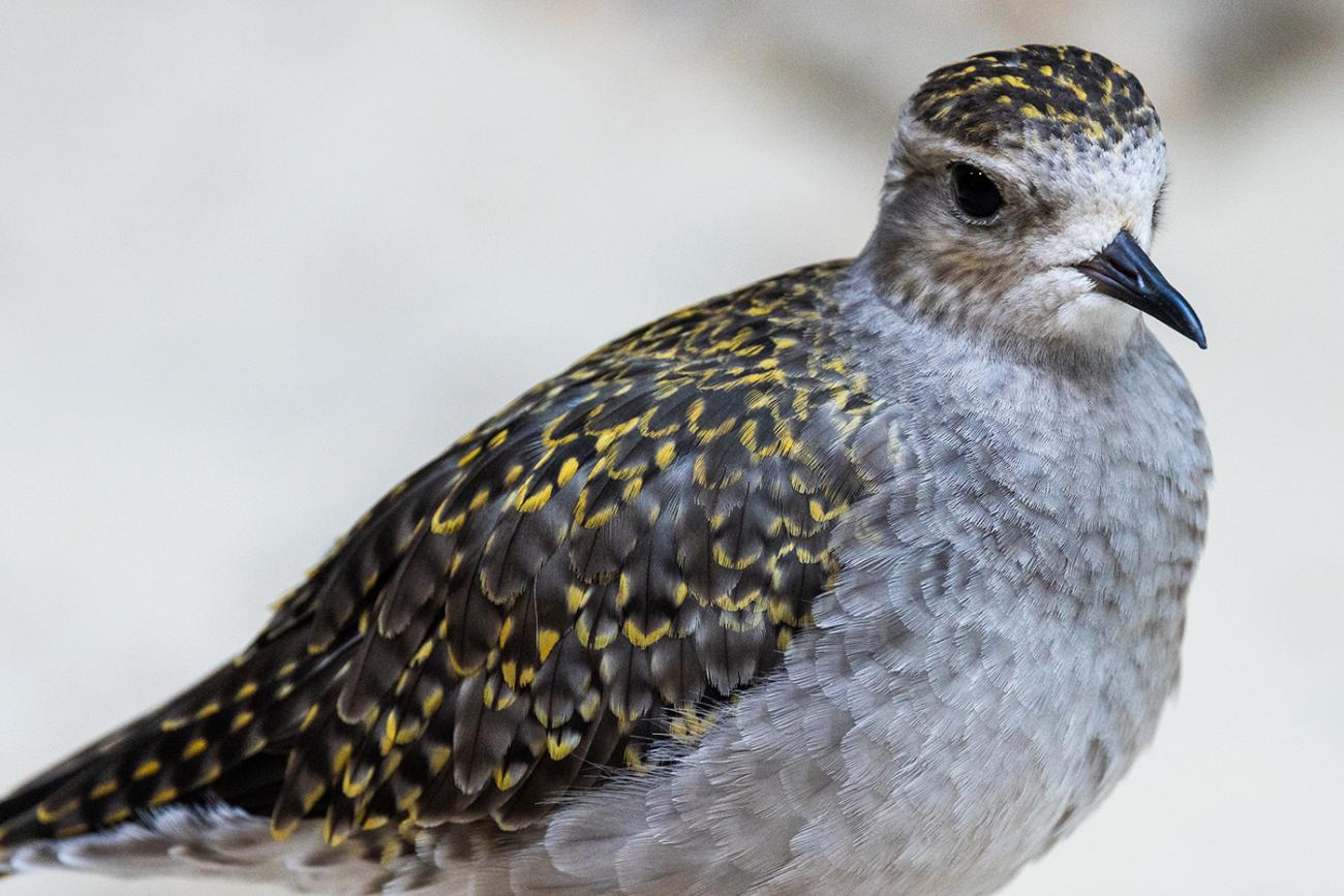 Golden plover with wings tucked in