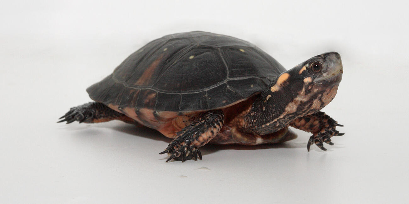 A brown turtle with yellow polka dot spots