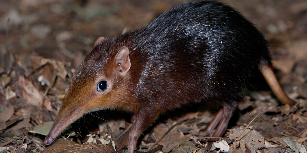 Black and rufous elephant shrew looking at the photographer