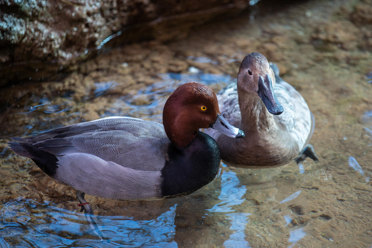 Male and female canvasback ducks floating in a pond
