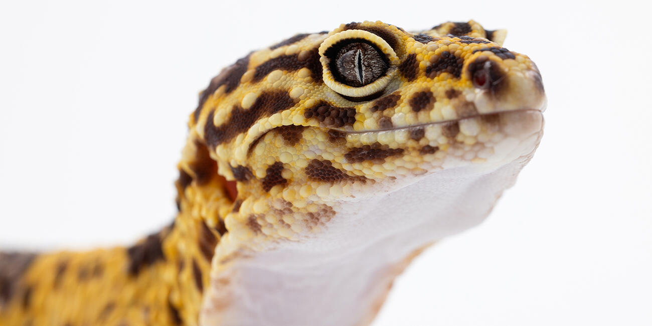 Iranian fat-tailed gecko head on a white background