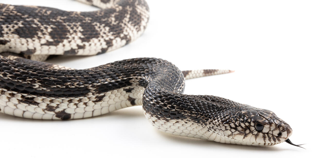 Pine snake on a white background