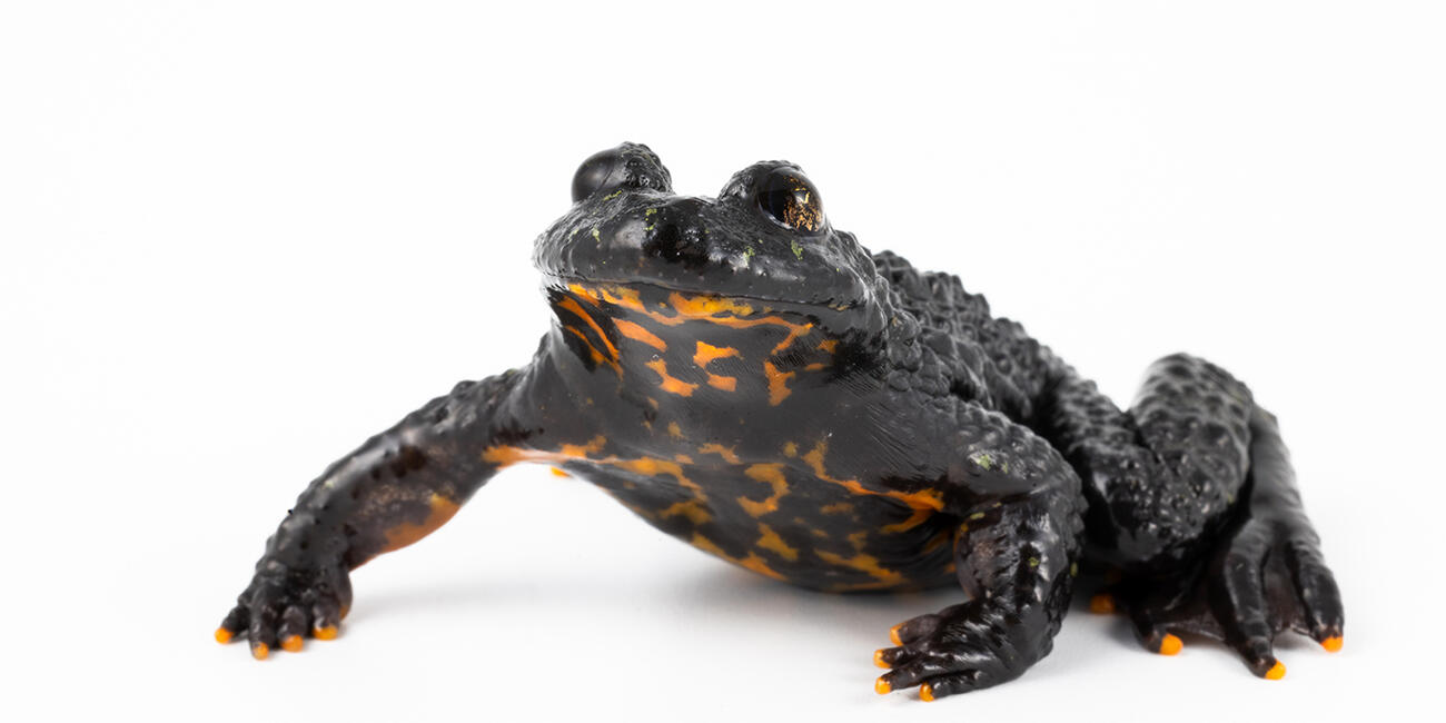 Oriental fire-bellied toad on a white background