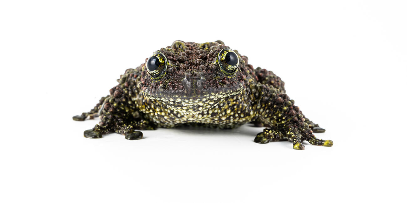 Vietnamese mossy frog on a white background