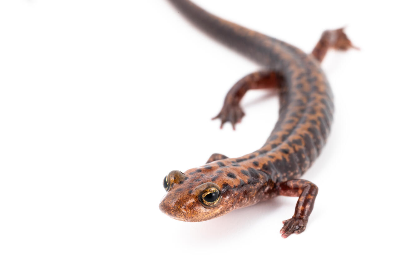Long-tailed salamander on a white background